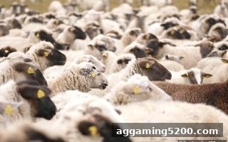 捕鱼达人下载：飞禽走兽竞技与世界杯比分实时追踪的娱乐新体验